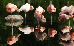 3d обои Так отдыхают розовые фламинго  птицы