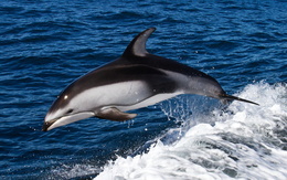 3d обои Дельфин резвится на волнах  капли