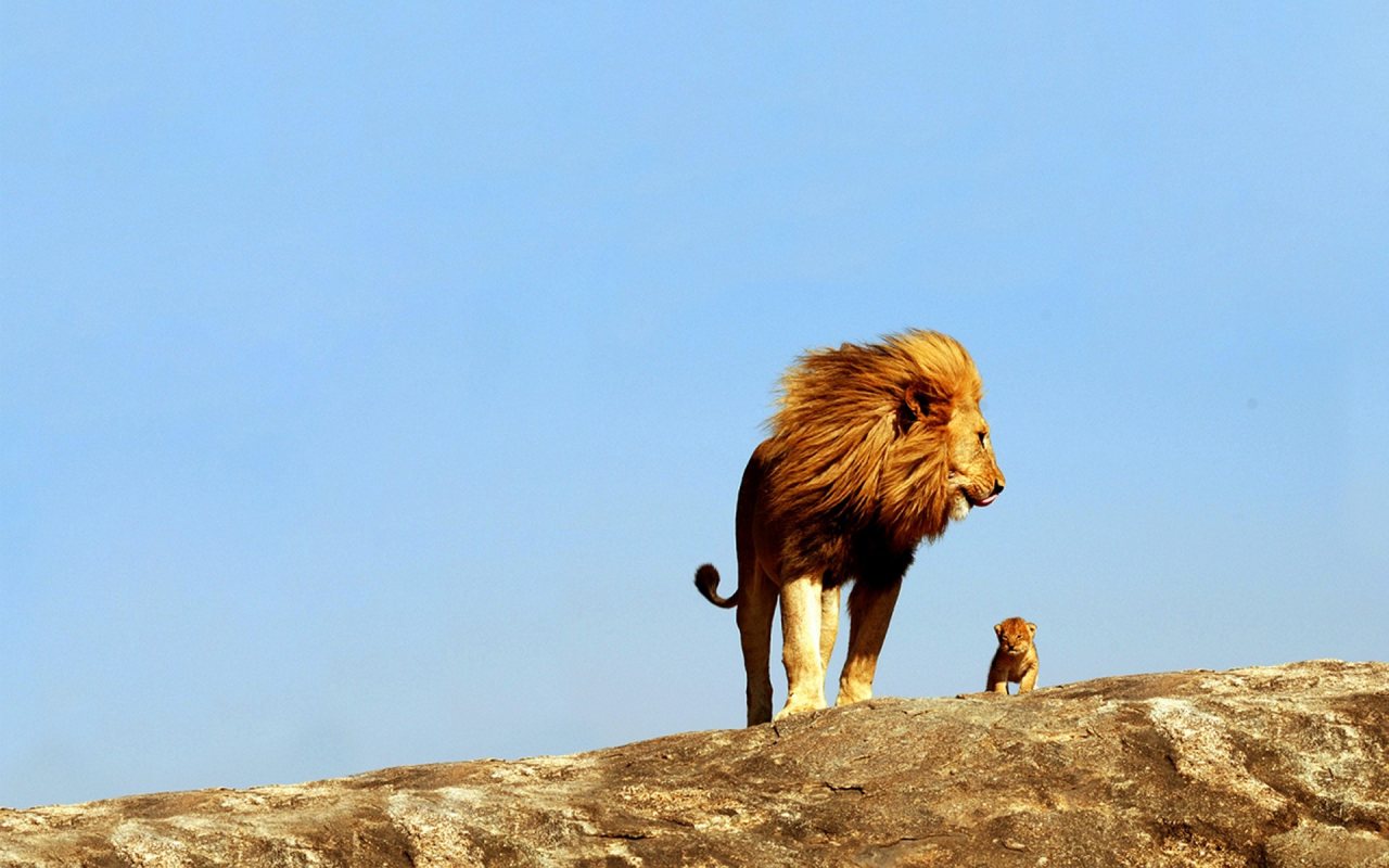 3d обои Лев с маленьким львёнком  львы # 51566