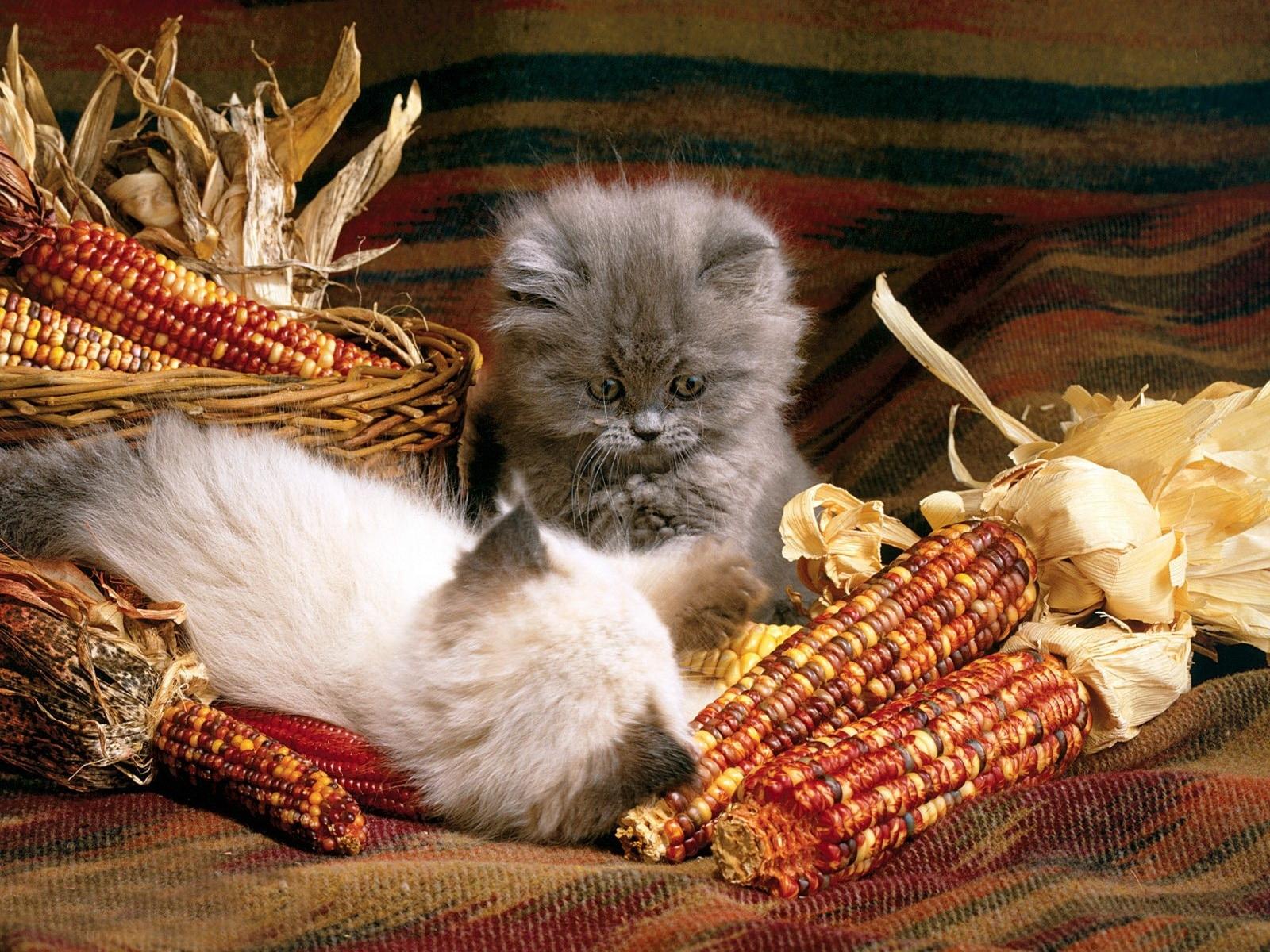3d обои Пара забавных котят среди початков кукурузы  животные # 38121