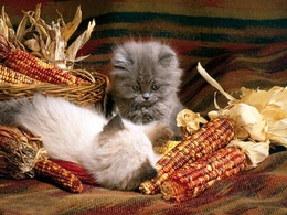 3d обои Пара забавных котят среди початков кукурузы  животные