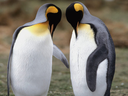 3d обои Беседа двух пингвинов  птицы