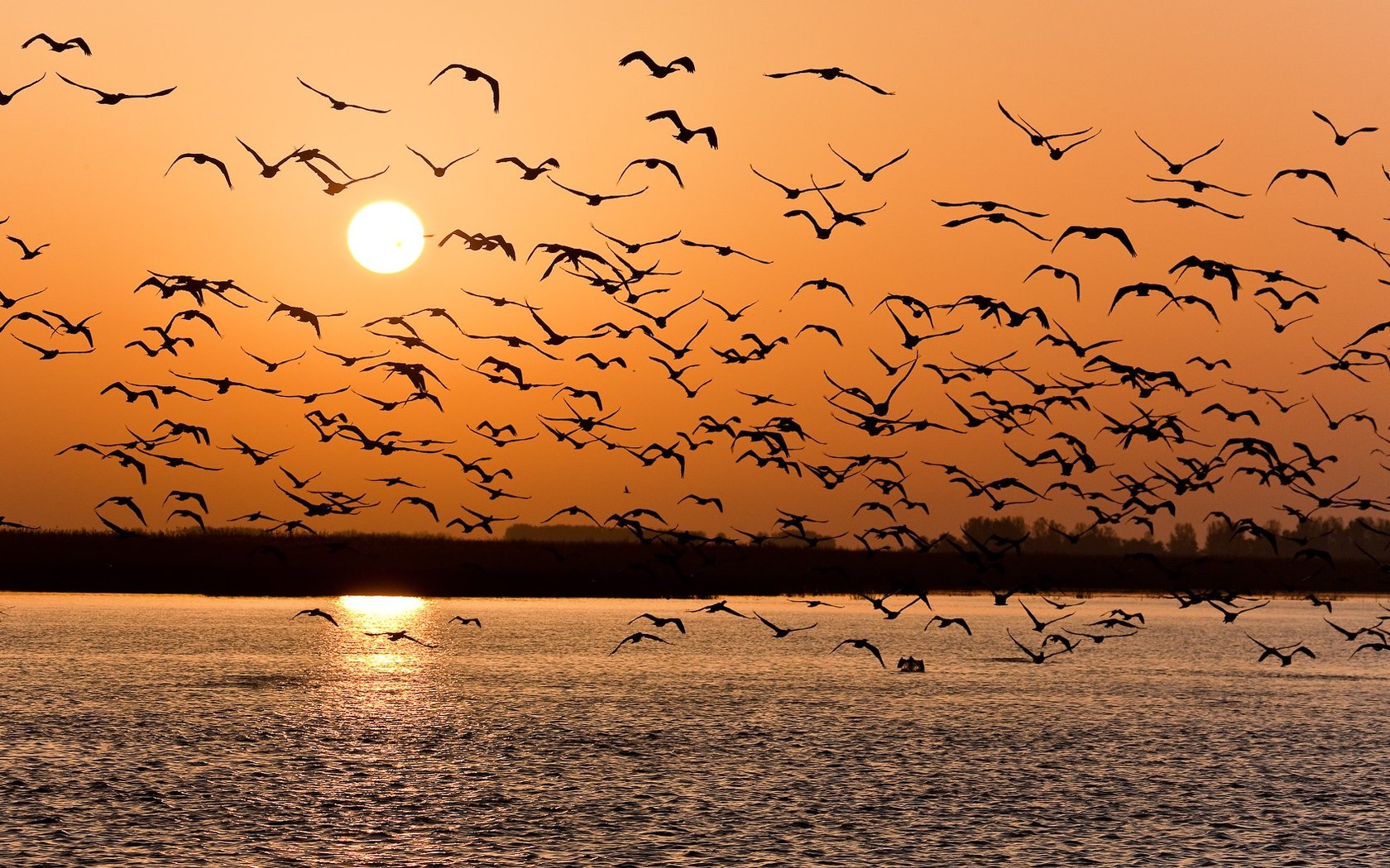 3d обои Стая птиц кружит над водой в лучах заходящего солнца  природа # 71570