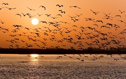 3d обои Стая птиц кружит над водой в лучах заходящего солнца  лето