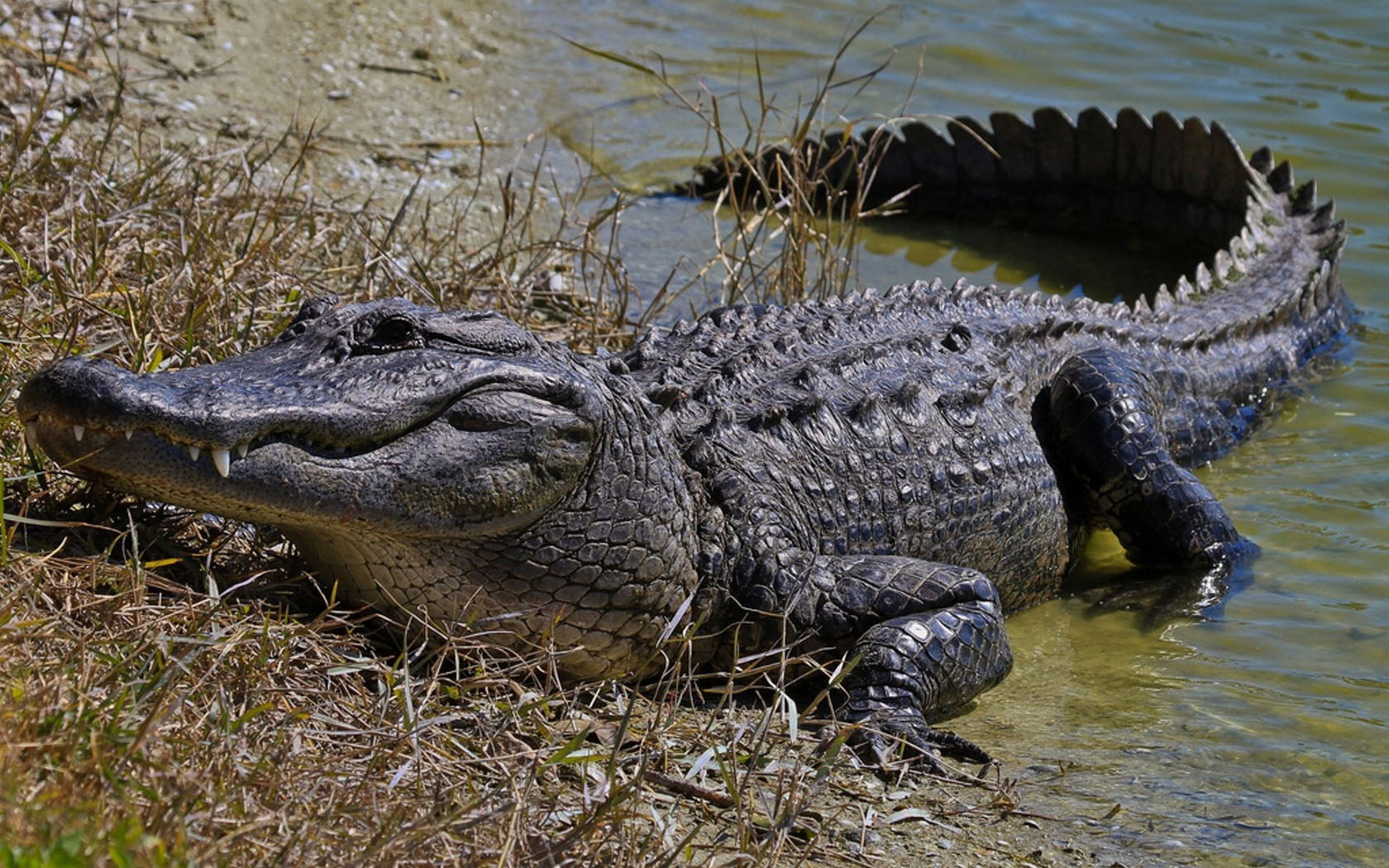 3d обои Довольный аллигатор  крокодилы # 48991