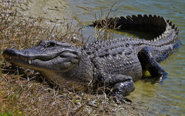 3d обои Довольный аллигатор  крокодилы