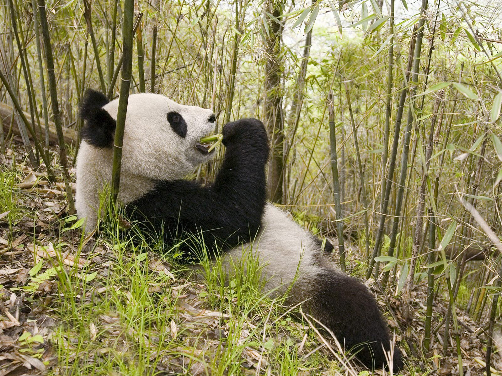 3d обои Панда ест бамбук  лес # 49286
