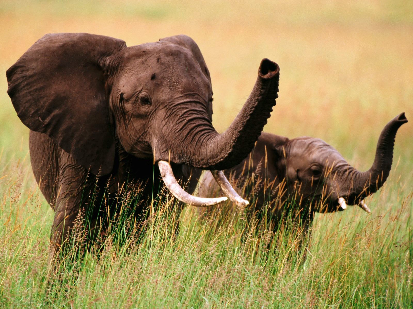 3d обои Слон со слонёнком бредут по густой траве  слоны # 80110