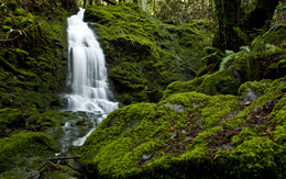 3d обои Небольшой водопад в лесной чаще  2560х1600