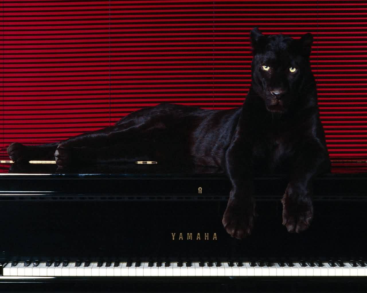 3d обои Чёрная пантера на чёрном пианино YAMAHA  бренд # 20947