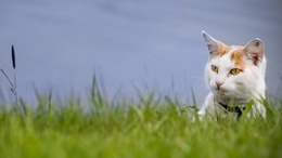 3d обои Рыже-белый кот сидит в высокой траве  животные