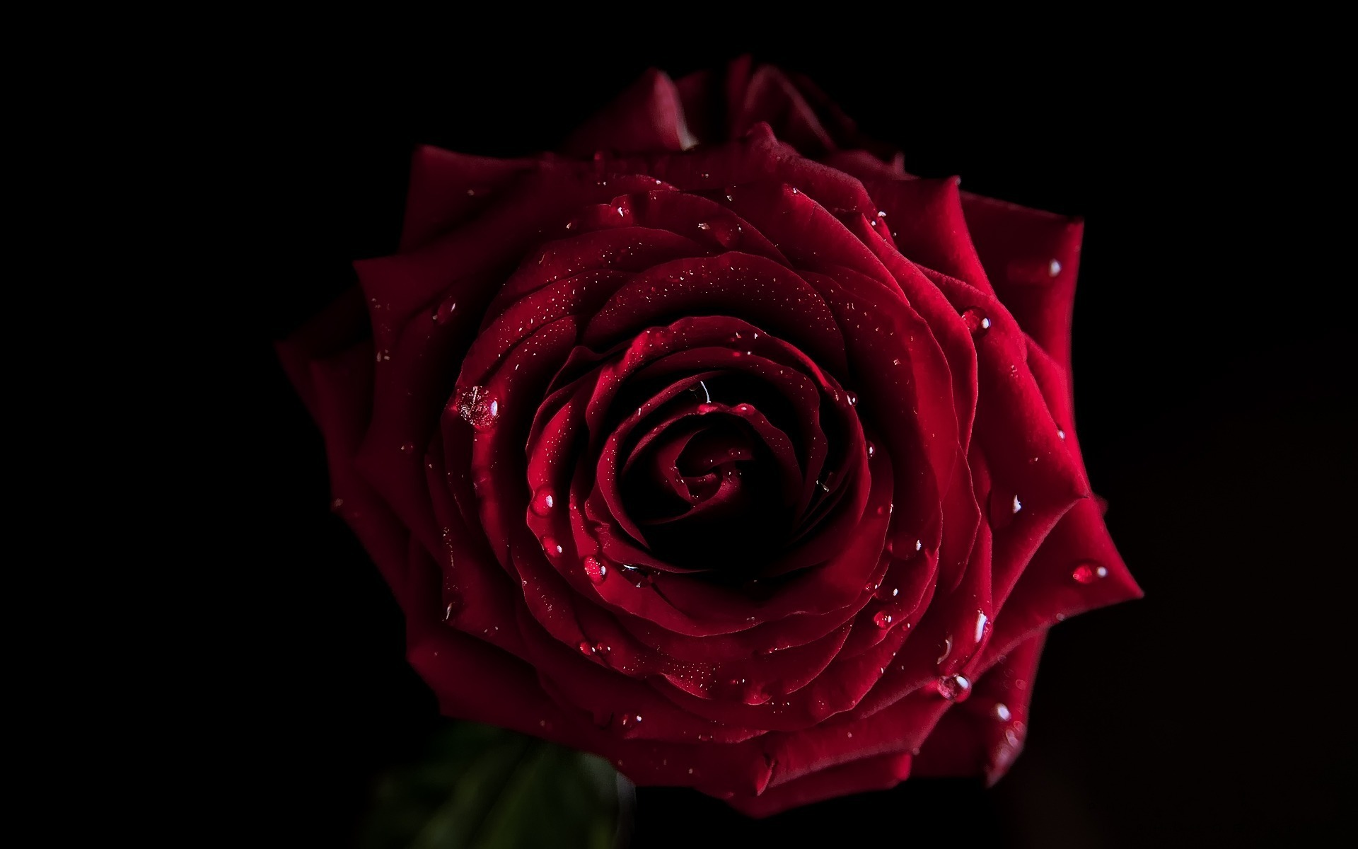 3d обои Красная роза  капли # 44141