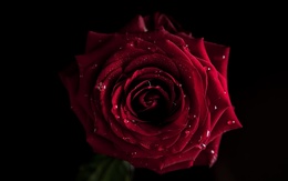 3d обои Красная роза  вода