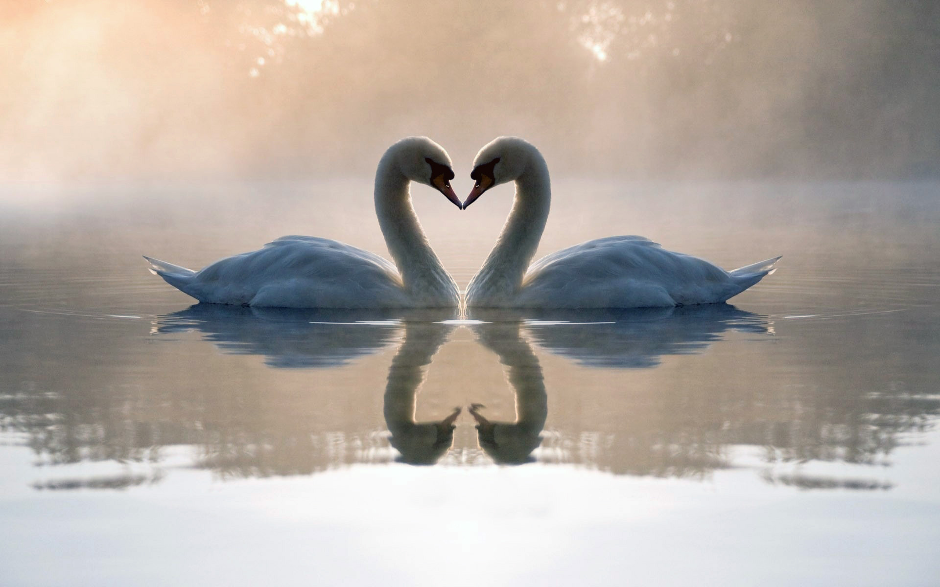 3d обои Влюбленные лебеди отражаются в водной глади озера.  любовь # 51657
