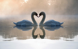 3d обои Влюбленные лебеди отражаются в водной глади озера.  вода