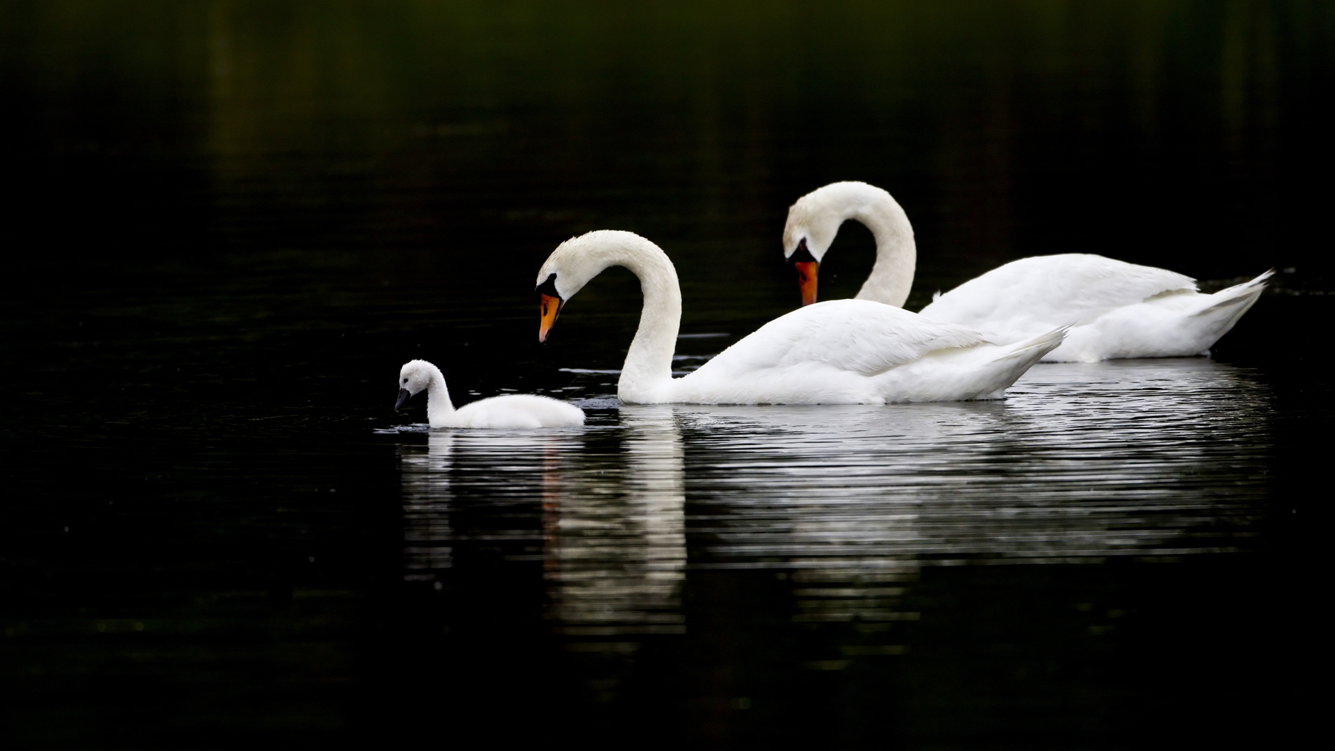 3d обои Лебединая семейка плывет по озеру  птицы # 75608