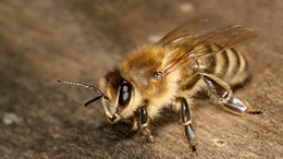 3d обои Пчела села на деревянный стол  насекомые