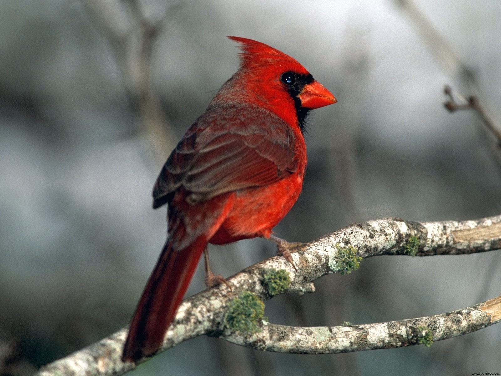 3d обои Красный кардинал сидит на ветке  деревья # 31889