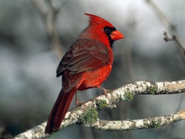3d обои Красный кардинал сидит на ветке  деревья