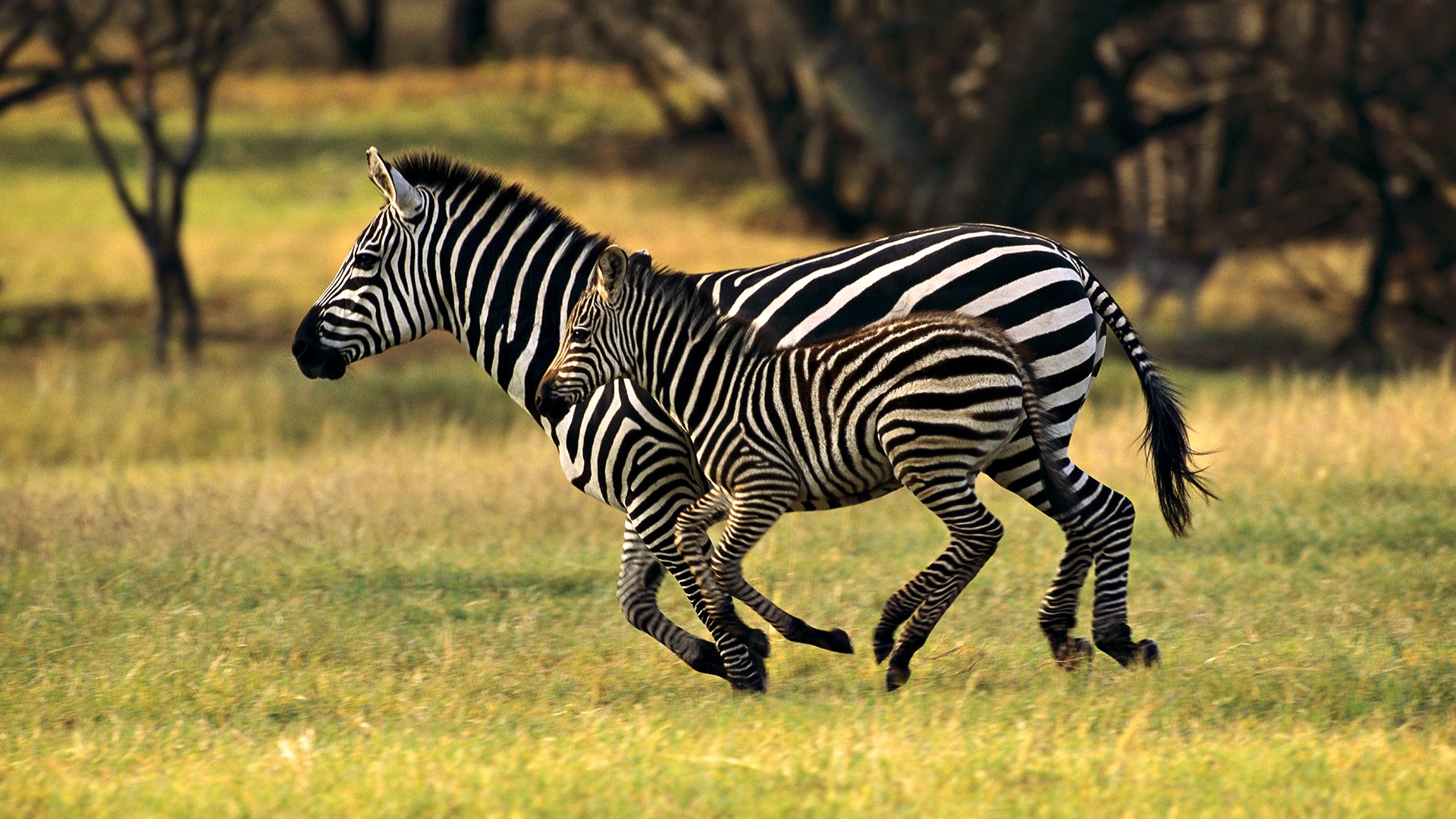 3d обои Маленькая зебра бежит вместе с мамой  животные # 38089
