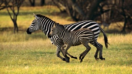 3d обои Маленькая зебра бежит вместе с мамой  природа