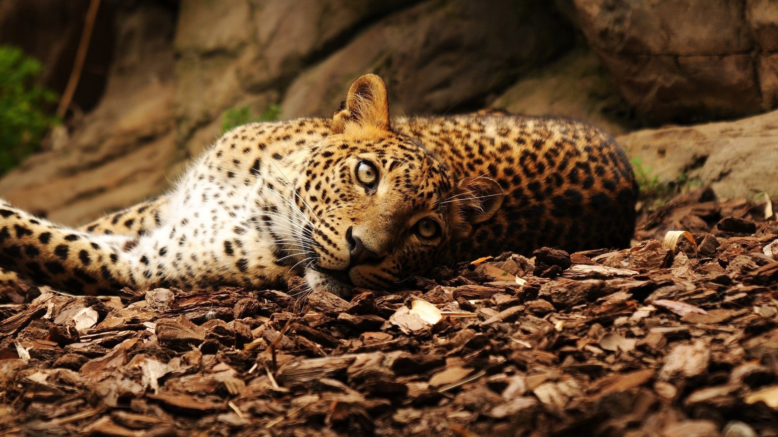 3d обои Леопард отдыхает под кроной дерева  2560х1440 # 15232