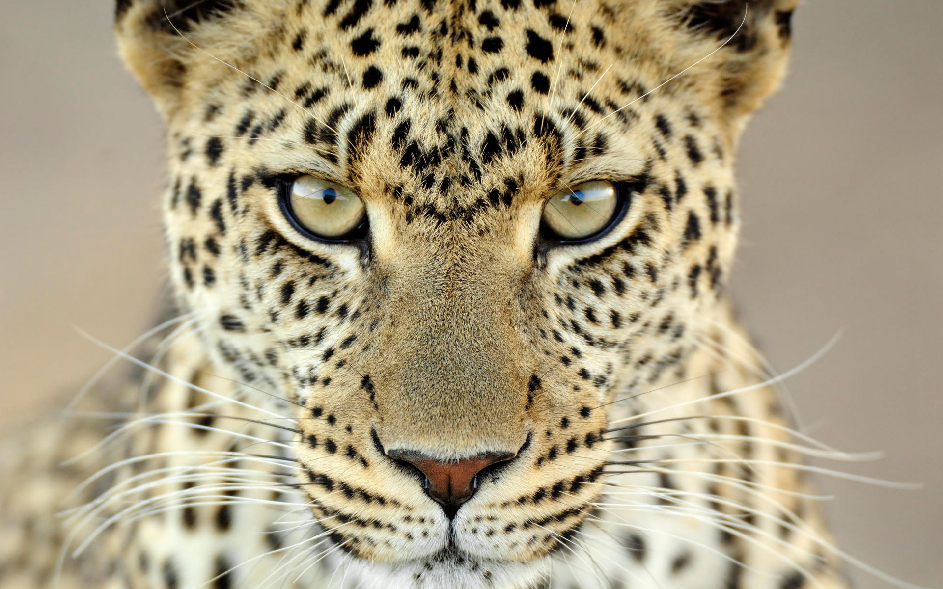 3d обои Самка леопарда смотрит прямо в глаза  леопарды # 49124