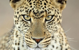 3d обои Самка леопарда смотрит прямо в глаза  леопарды