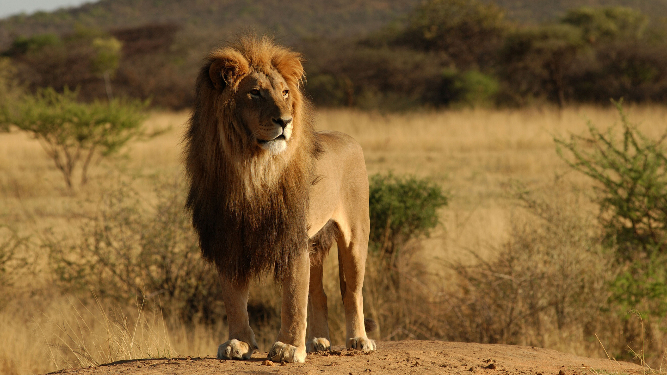 3d обои Король лев осматривает свою территорию  2560х1440 # 15231