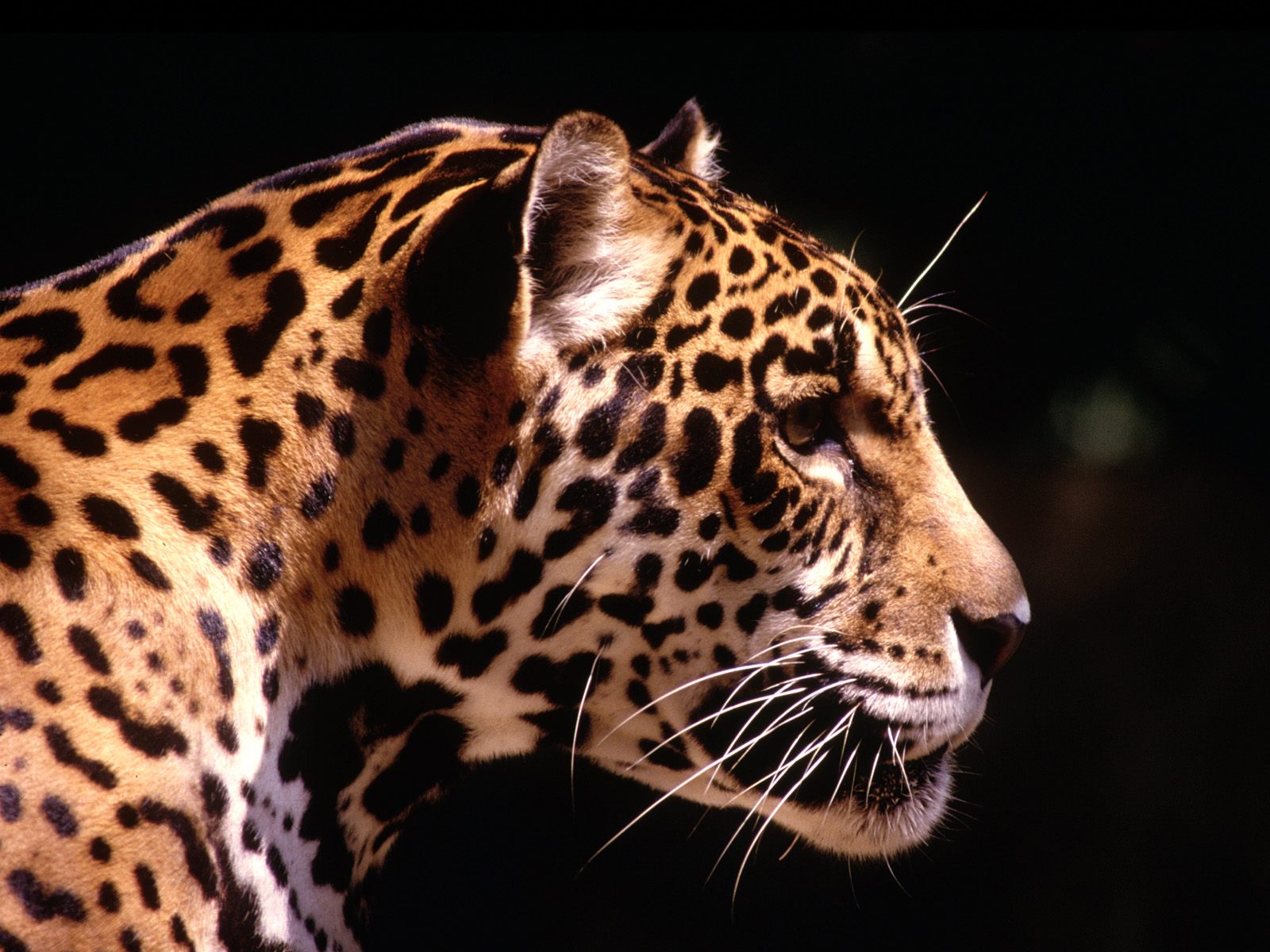 3d обои Леопард освещенный солнцем на темном фоне  леопарды # 49123