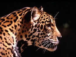 3d обои Леопард освещенный солнцем на темном фоне  леопарды