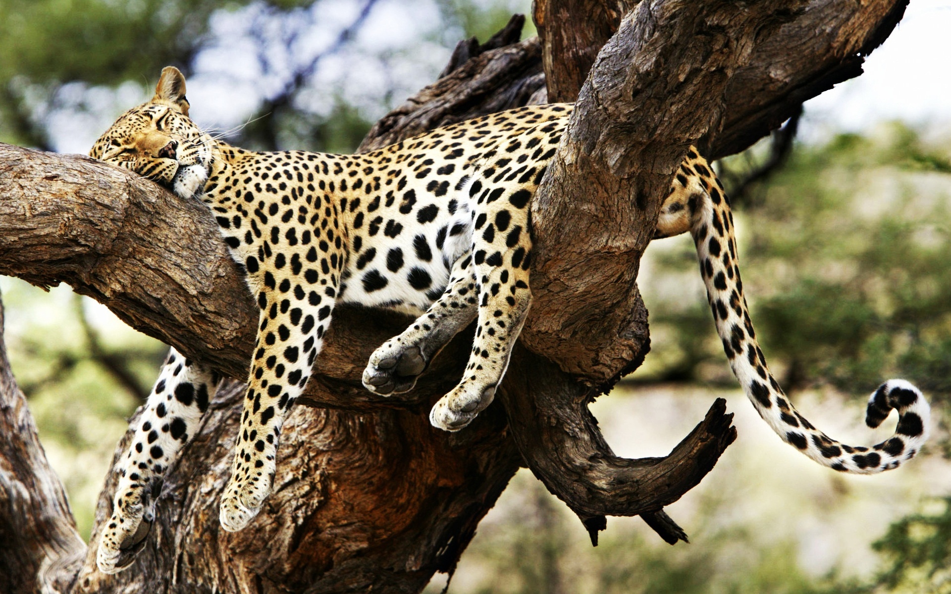 3d обои Леопард дремлет на дереве  природа # 71524