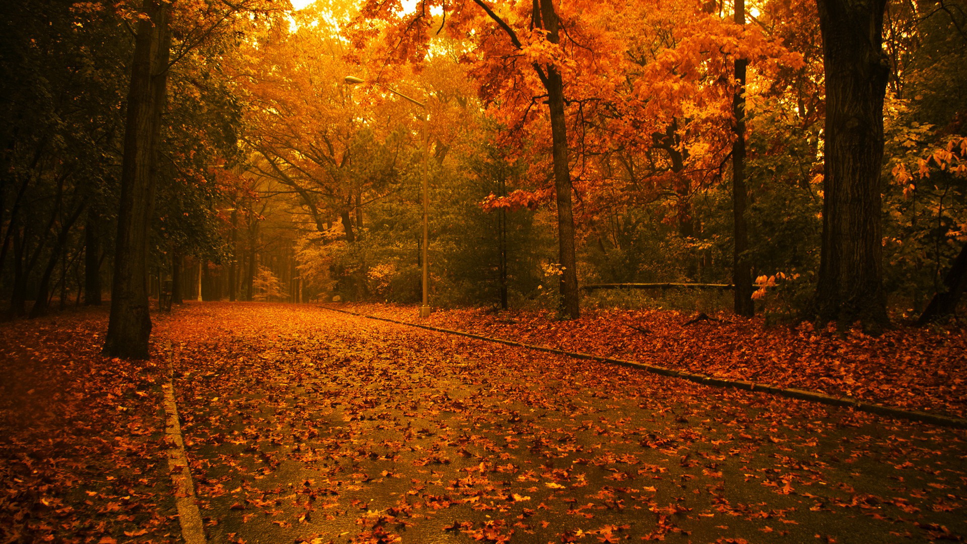 3d обои Осенний парк, усеянный листвой  осень # 68176