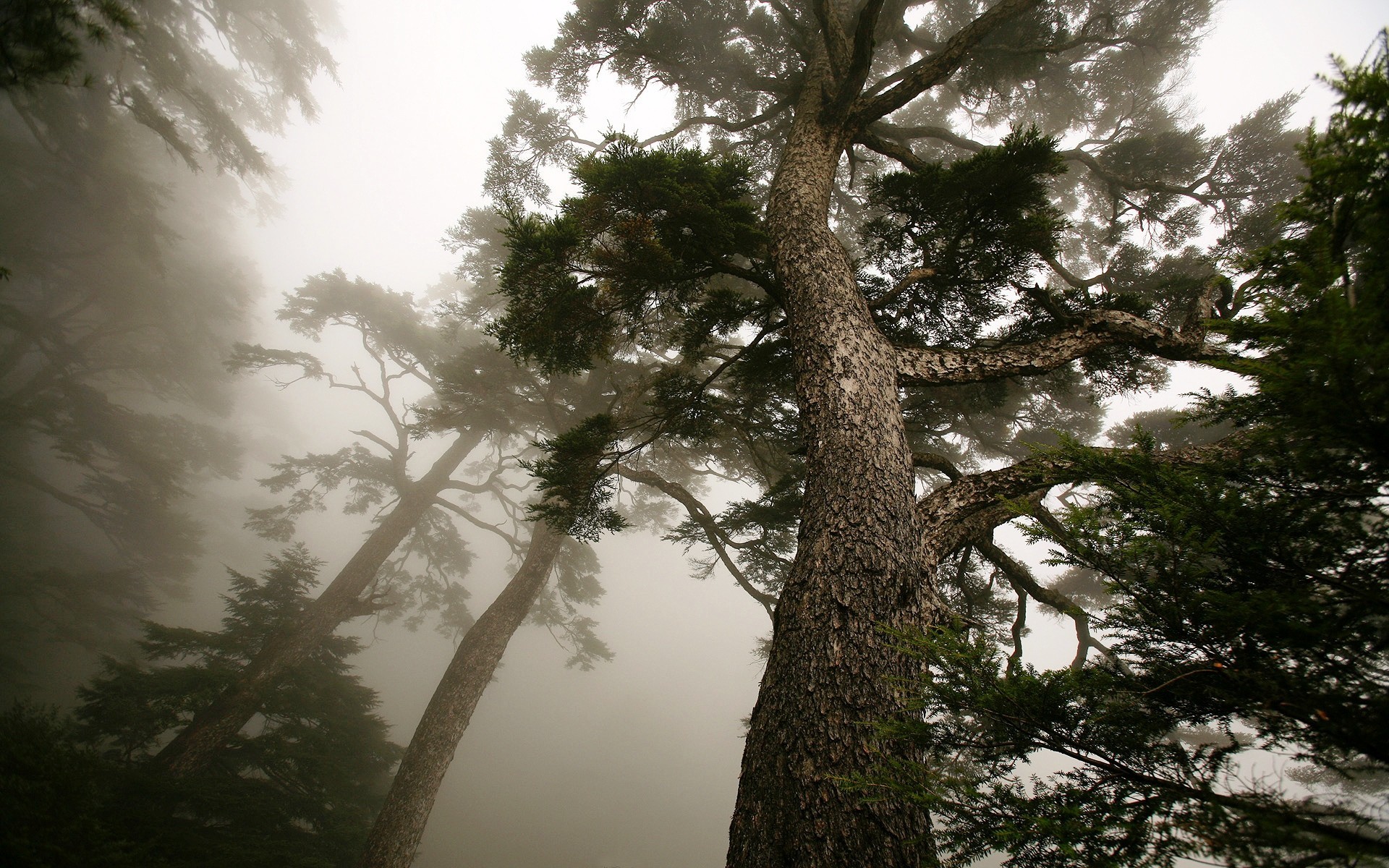 3d обои Сосновые деревья окутаны туманом  небо # 60330