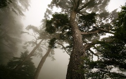 3d обои Сосновые деревья окутаны туманом  деревья