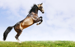 3d обои Лошадь в красивом прыжке  лошади