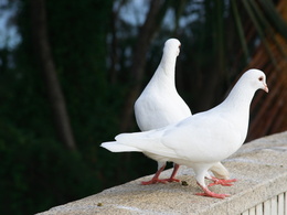 3d обои Пара белых голубей  птицы