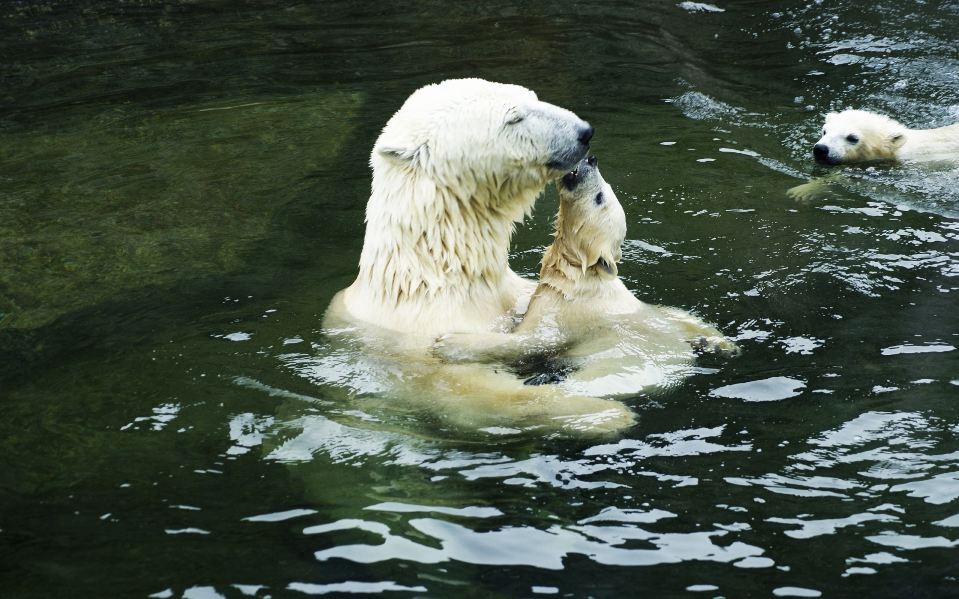 3d обои Купание белых медведей  вода # 21323