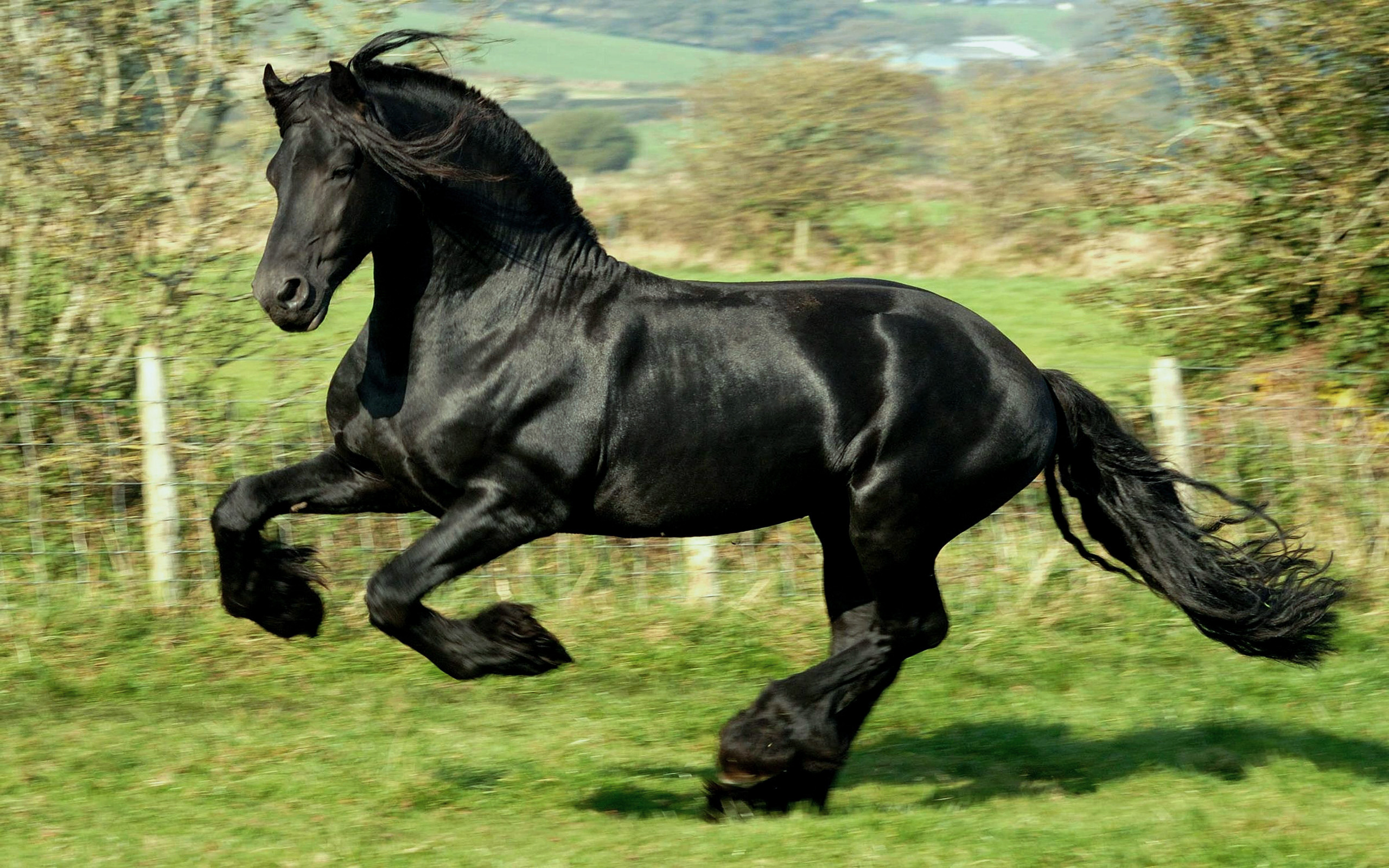 3d обои Удивительной красоты вороной конь  лошади # 51185