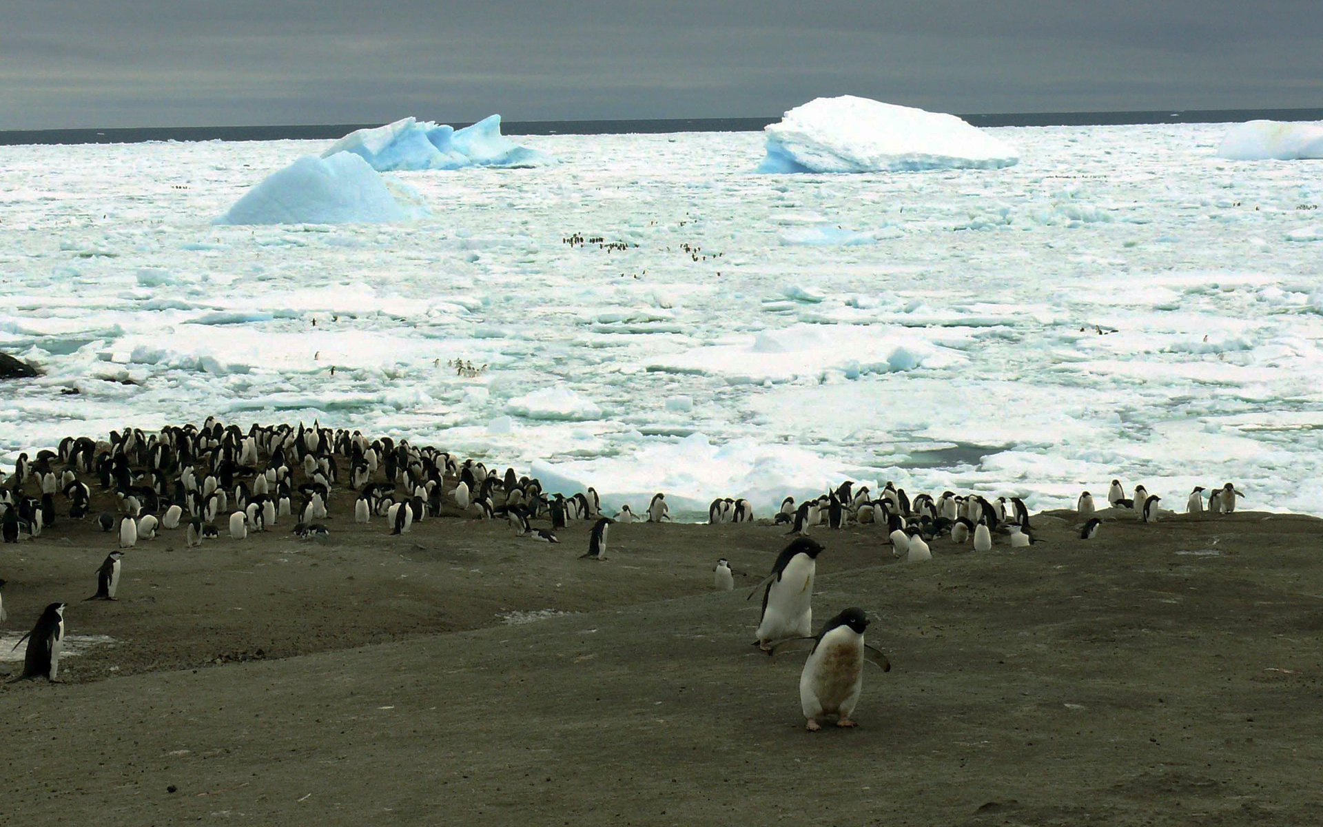 3d обои Лежбище пингвинов  природа # 71503