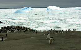 3d обои Лежбище пингвинов  зима