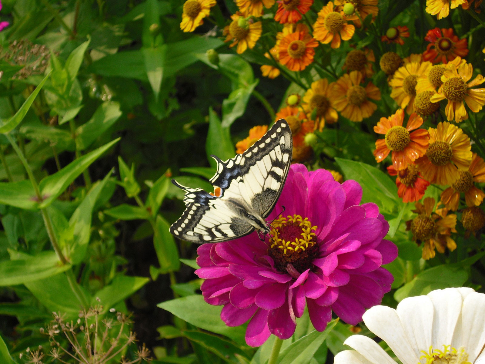 3d обои Бабочка на георгине  цветы # 86100