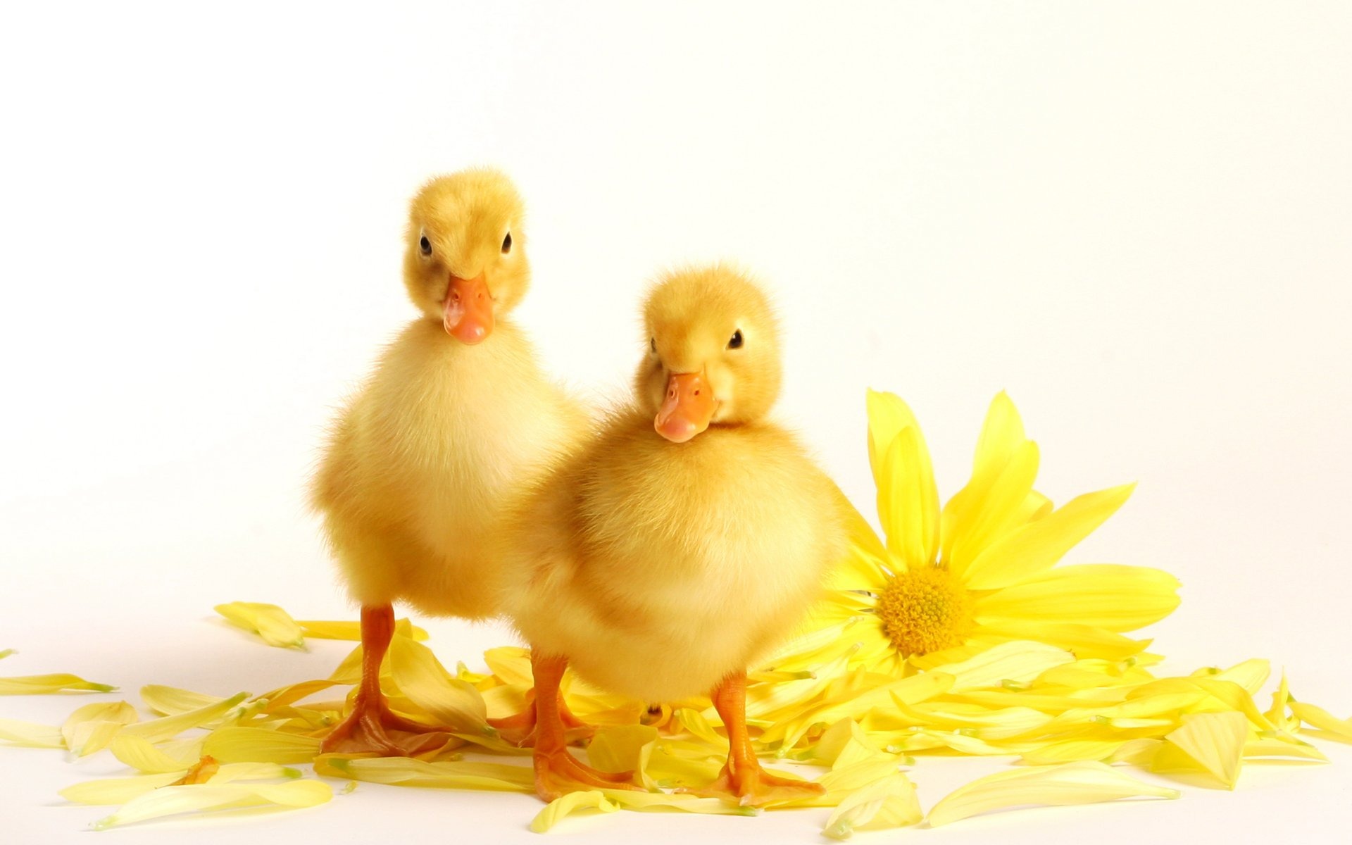 3d обои Цыплята общипали жёлтую ромашку  птицы # 75623