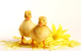 3d обои Цыплята общипали жёлтую ромашку  цветы