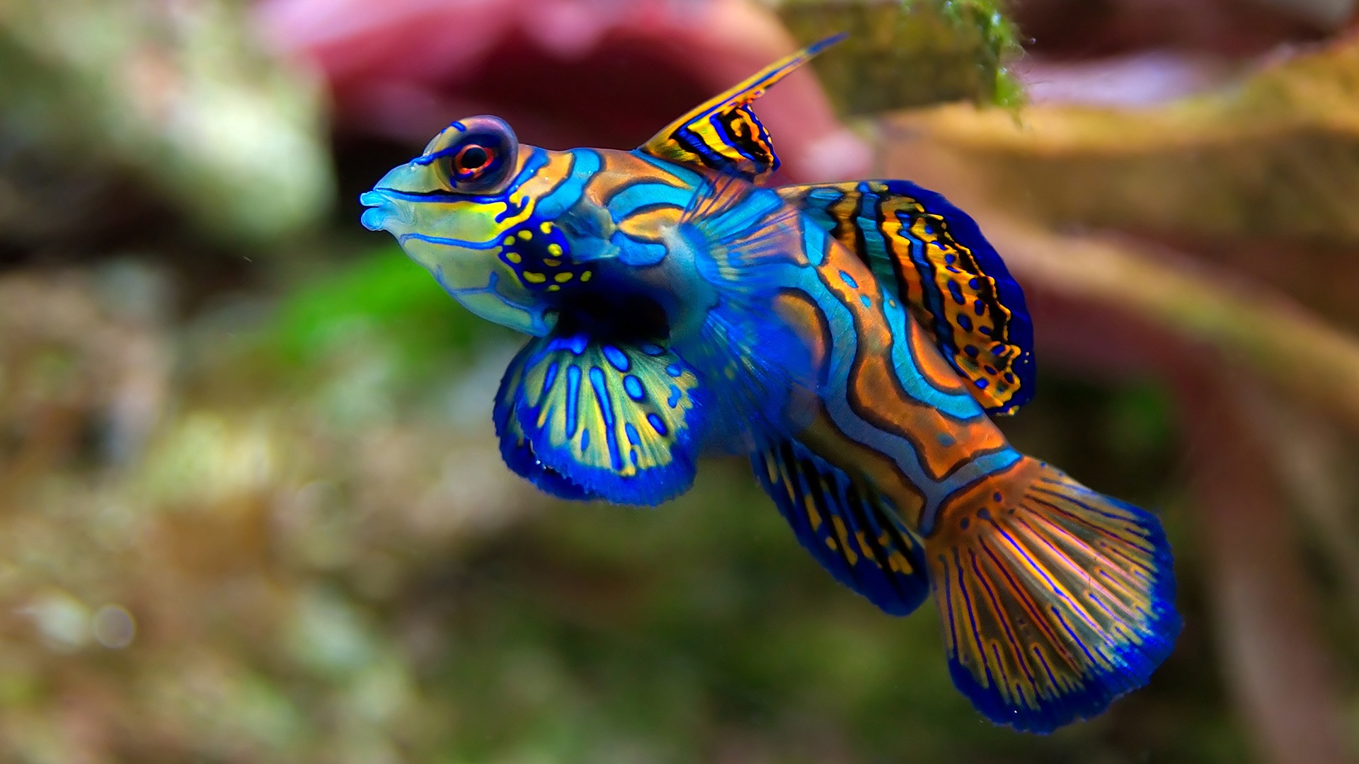 3d обои Красивая экзотическая тропическая рыбка-попугай  подводные # 68356