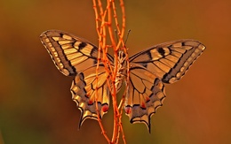 3d обои Желтая бабочка расправила крылышки  макро
