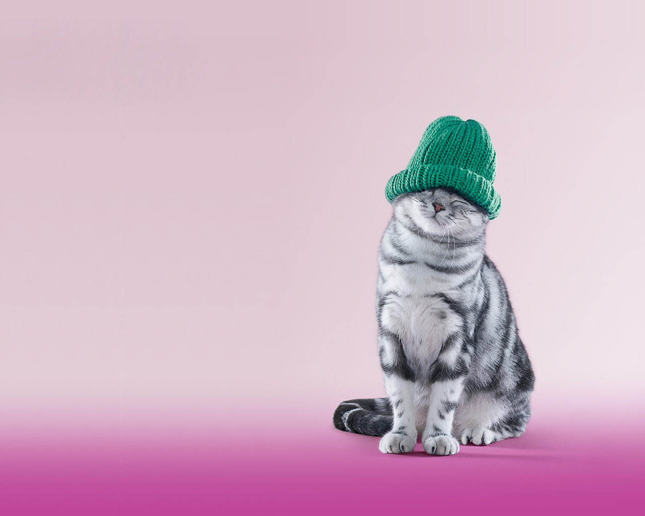 3d обои Котик в зелёной вязанной шапочке на розовом фоне  животные # 38050