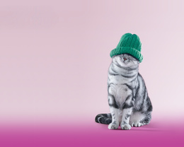 3d обои Котик в зелёной вязанной шапочке на розовом фоне  кошки