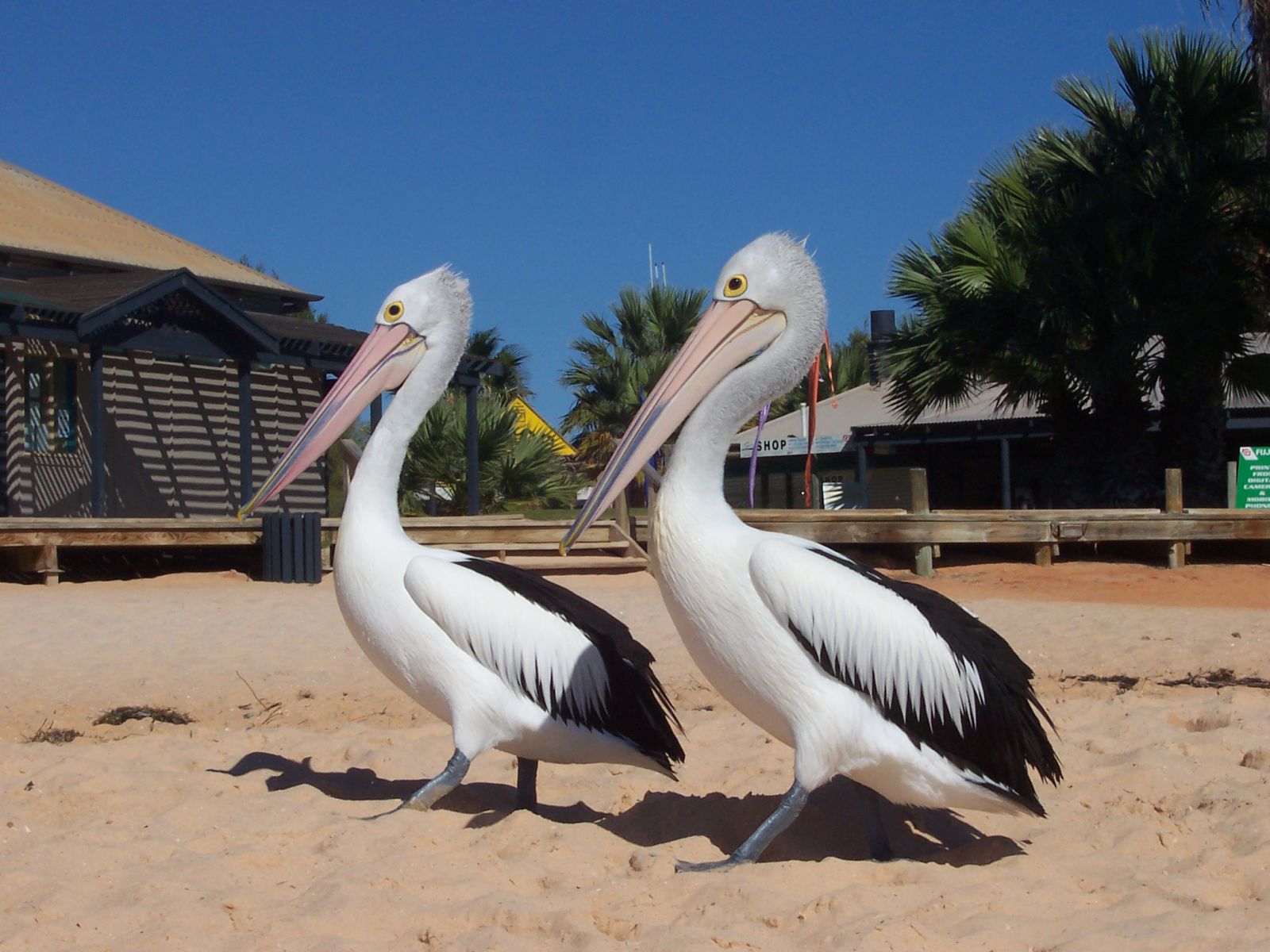 3d обои Пара величавых пеликанов  птицы # 75595