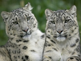 3d обои Пара белых леопардов  леопарды